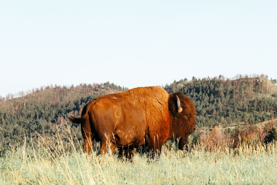 image of a bison in a field in South Dakota